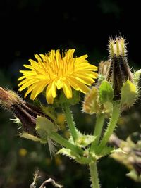 Close-up of yellow flowers