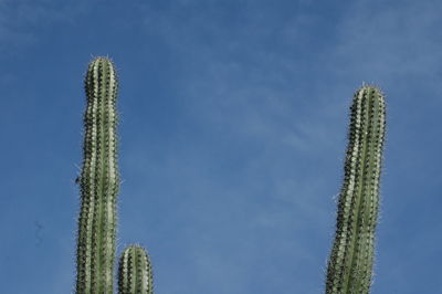 Low angle view of succulent plant against sky