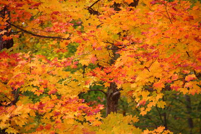 Close-up of maple tree during autumn