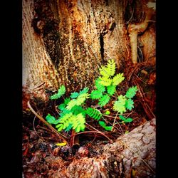 Close-up of plant growing on tree trunk