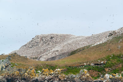 Flock of birds on mountain against the sky