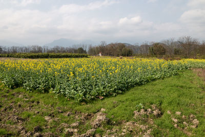 plant