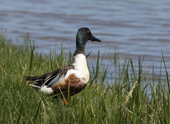 Close-up of duck swimming in lake