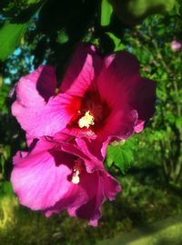 Close-up of pink flowers