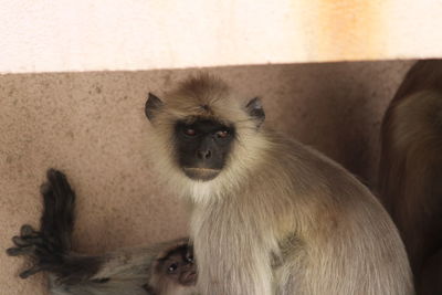 Close-up of monkey sitting outdoors