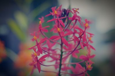 Close-up of red flowers