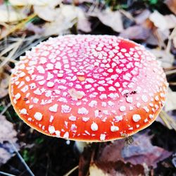 Close-up of fly agaric mushroom on field