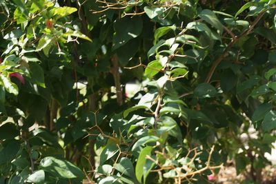 Plants growing on tree