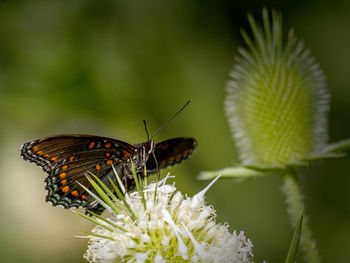 Close-up of butterfly on flower