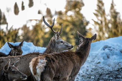 Wild deer in winter