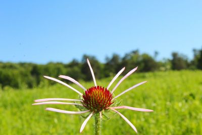 Close-up of flowering plant on field against sky