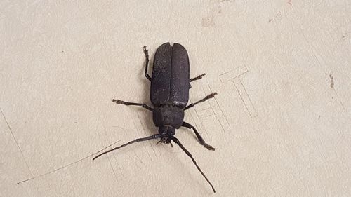 Close-up of insect on wall