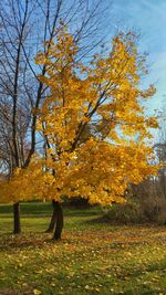 Trees in park during autumn