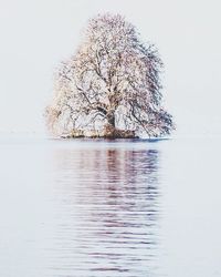 Reflection of trees in water