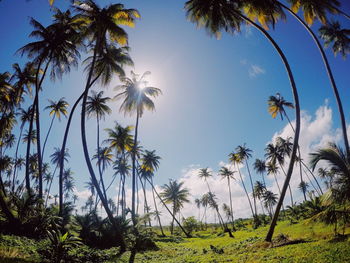 Palm trees against sky