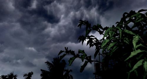 Low angle view of tree against cloudy sky