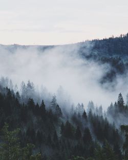 Scenic view of trees in forest against sky