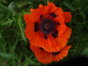 Close-up of orange flowering plant