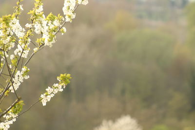 Close-up of flower tree