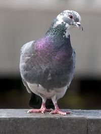 Close-up of pigeon perching on railing