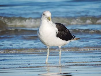 Seagull flying over white background