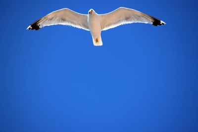 Low angle view of bird flying against clear blue sky