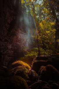 Scenic view of waterfall in forest during autumn