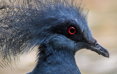 Close-up of victoria crowned pigeon