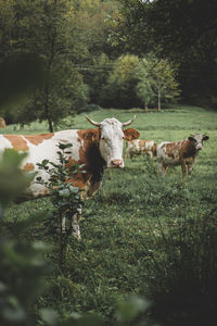 Cattle standing on field next to a forest