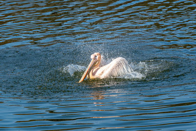 Swan swimming in lake