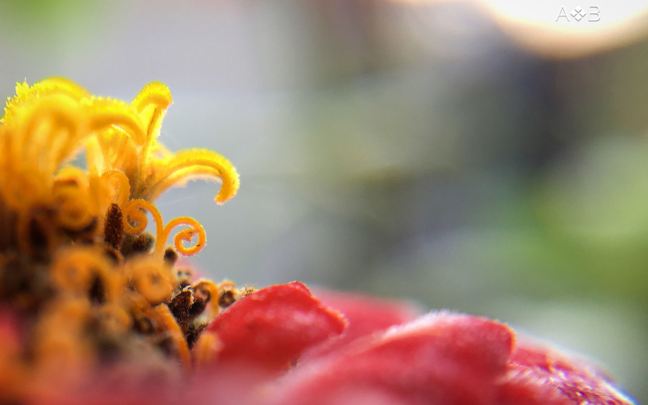 CLOSE-UP OF YELLOW ROSE AGAINST ORANGE BLURRED BACKGROUND