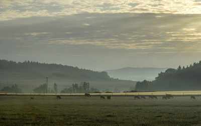 Cows grazing on field during sunset