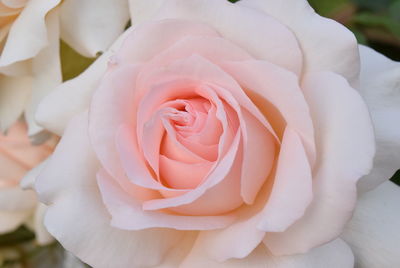 Close-up of white rose