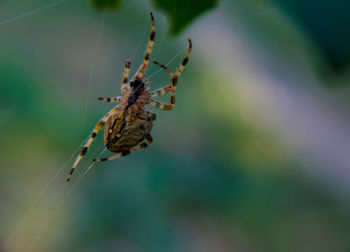 Close-up of spider on web