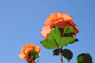 Low angle view of orange flower against clear sky