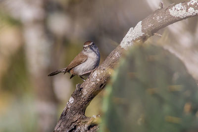 Close-up of bird perching on tree