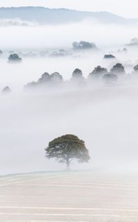 Trees on snow covered land against sky