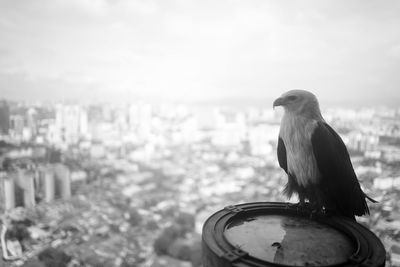 Bald eagle perching on metal in city