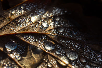 Close-up of leaf