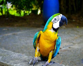 Close-up of colorful bird