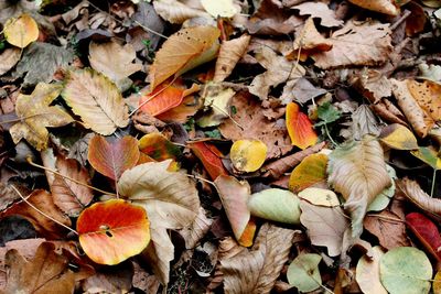 High angle view of maple leaves on street