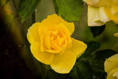 Close-up of yellow rose blooming outdoors