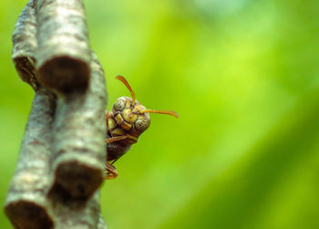 Close-up of insect on branch