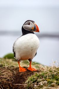 Close-up of puffin on field against sky