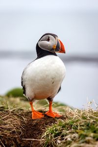 Close-up of bird on grass