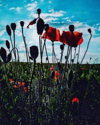 Close-up of red poppy flowers on field against sky