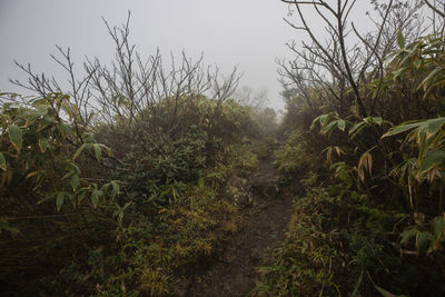 Plants growing on land against sky