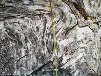 Full frame shot of tree trunk