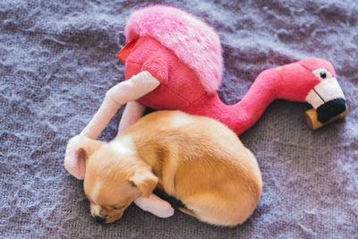 High angle view of a puppy dog