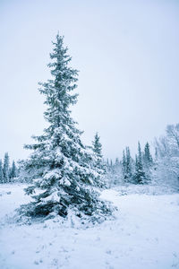 Pine trees on snow covered land against sky